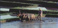 rice paddy oxen